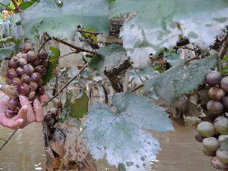 紹興市某印染污水處理廠塌陷，隔壁的葡萄園遭了殃